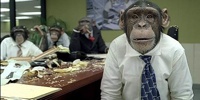 Monkey Office 1A