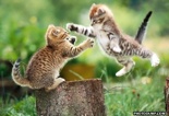 Flying-Cat-Fight